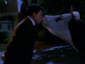 Kim küsst eine Kuh.jpg