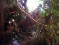 Dschungel von Soukara.jpg