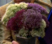 Tarkanianische Wildblumen.jpg