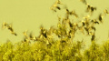 Risianische Vögel.jpg