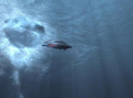 Delta Flyer unter Wasser.jpg