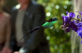 Kolibri von Ba'ku.jpg