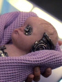 Borg-Säugling.jpg