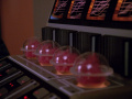 Diomedianisches rotes Moos in Inkubationsbehältern.jpg